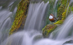 英国德比郡  ，一只站在Lathkill河Tufa坝上的白喉噪鹛