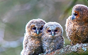 德国黑森州拉恩-迪尔县索尔姆斯...，三只年幼的灰林鸮栖息在韦斯特林山的树上