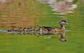 美国科罗拉多州 ，阿拉帕霍县的一只雌性鸭子和一群小鸭子