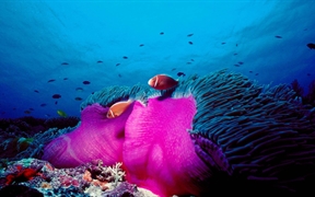 澳大利亚大堡礁 ，粉红色臭鼬小丑鱼和华丽的海葵