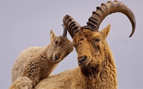 雄性高加索羱羊和它的幼崽 