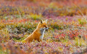 美国阿拉斯加州 ，德纳利国家公园和自然保护区内的一只赤狐