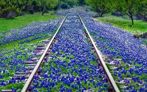 美国德克萨斯州 ，大草原附近的矢车菊野花