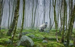 英国德比郡 ，峰区国家公园内的绵羊