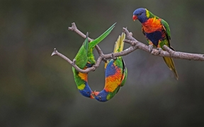 澳大利亚威勒比  ，虹彩吸蜜鹦鹉