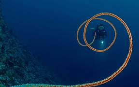 印度尼西亚海岸的螺旋鞭珊瑚 