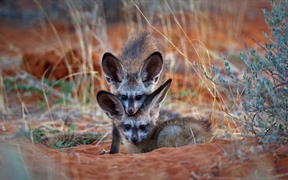 博茨瓦纳 ，卡格拉格帝跨境公园内的两只大耳狐