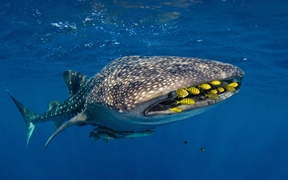 印度尼西亚 ，一群金色无齿鲹与一条鲸鲨遨游在鸟头湾中