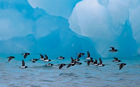 挪威斯匹次卑尔根群岛 ，小海雀们飞过冰山