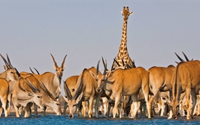 纳米比亚 ，埃托沙国家公园内的伊兰羚羊和长颈鹿