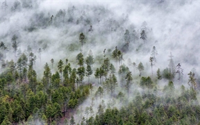 西藏高原 ，【今日霜降】林芝市的云雾森林