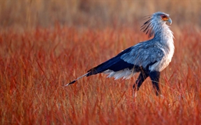 一只蛇鹫在南非利特弗雷自然保护区内寻找食物 