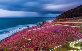 日本轮岛 ，灯光装点的水稻梯田
