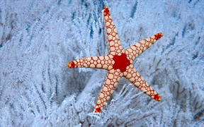 塞舌尔 ，塞舌尔群岛附近软珊瑚树中的一颗薄荷海星