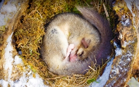 法国阿尔萨斯  ，一只熟睡中的睡鼠