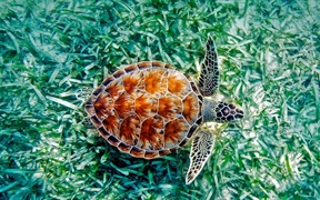 夏威夷的绿海龟 