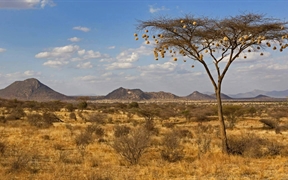 肯尼亚 ，桑布鲁国家自然保护区金合欢树上悬挂的织布鸟鸟巢