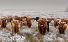 冬天的高地牛群 
