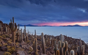玻利维亚乌尤尼盐湖的仙人掌岛 