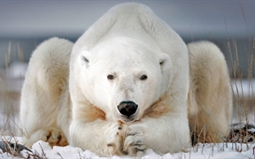 加拿大马尼托巴省 ，丘吉尔小镇附近的北极熊