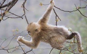 中国陕西秦岭 ，【今日立春】周至自然保护区内一只以樱花为食的金丝猴