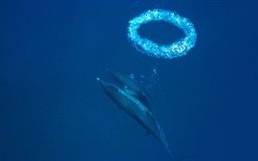 巴哈马 ，小巴哈马浅滩中的大西洋花斑原海豚和气泡环