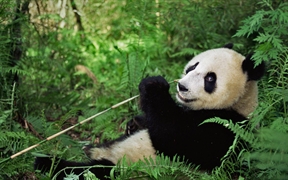 中国四川 ，卧龙国家级自然保护区的大熊猫