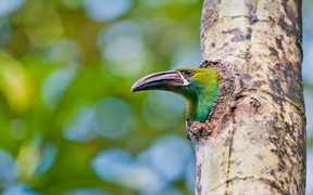 厄瓜多尔 ，厄瓜多尔的观鸟区内的绯腰巨嘴鸟