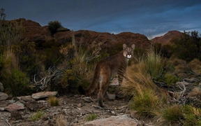 阿根廷 ，安第斯山脉的一只美洲狮