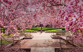 美国华盛顿哥伦比亚特区 ，国家广场内盛开的樱花