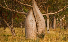 西澳大利亚州金伯利地区 ，澳洲猴面包树
