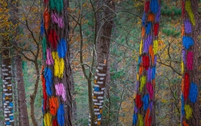 西班牙 ，比斯开省Oma山谷的“彩色树林”