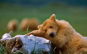 阿拉斯加州 ，卡特迈国家公园和自然保护区里午睡的灰熊幼崽