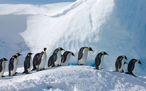 南极洲 ，斯诺希尔岛上的皇帝企鹅