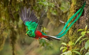 哥斯达黎加 ，雄性凤尾绿咬鹃