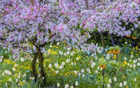 法国 ，吉维尼小镇莫奈花园的春天