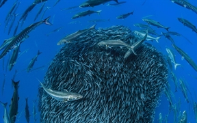 亚速尔群岛 ，福米加什群岛沿岸环绕竹荚鱼组成的饵球的欧洲魣和蓝鱼