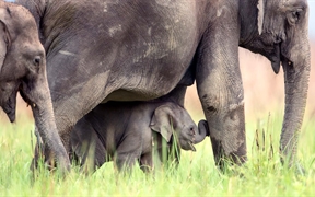 印度 ，吉姆·科比特国家公园里的亚洲象