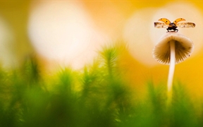 荷兰阿纳姆 ，蘑菇上的七星瓢虫