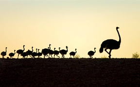 南非西开普省 ，【今日父亲节】野外旅行的鸵鸟爸爸与孩子们