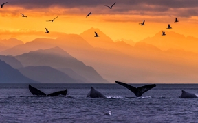 美国 ，阿拉斯加州内线航道林恩运河中的座头鲸