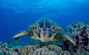 美国夏威夷州 ，毛伊岛上的绿海龟