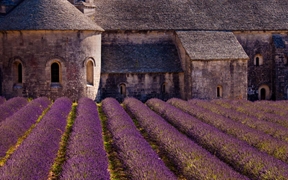 法国普罗旺斯-阿尔卑斯-蓝色海岸...，塞南克修道院前壮观的薰衣草花海