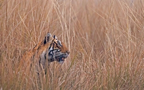 印度 ，伦滕波尔国家公园中一只名叫Krishna或者T19的孟加拉虎