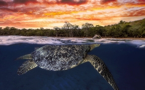 印度洋马约特 ，黄昏时浮出水面的绿海龟