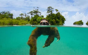 巴拿马 ，正在埃斯库多-德贝拉瓜斯岛附近游泳的侏三趾树懒