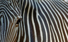 一只濒临灭绝的细纹斑马的特写镜头 