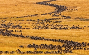 肯尼亚 ，马赛马拉一年一度的斑纹角马大迁徙