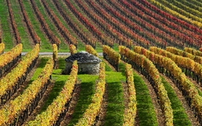 法国勃艮第的葡萄园 
