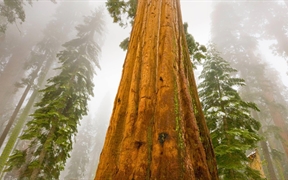 美国加利福尼亚州 ，巨杉国家公园内的巨杉